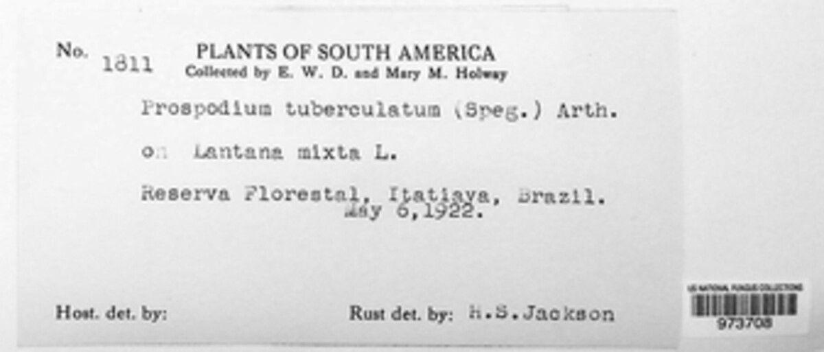 Prospodium tuberculatum image